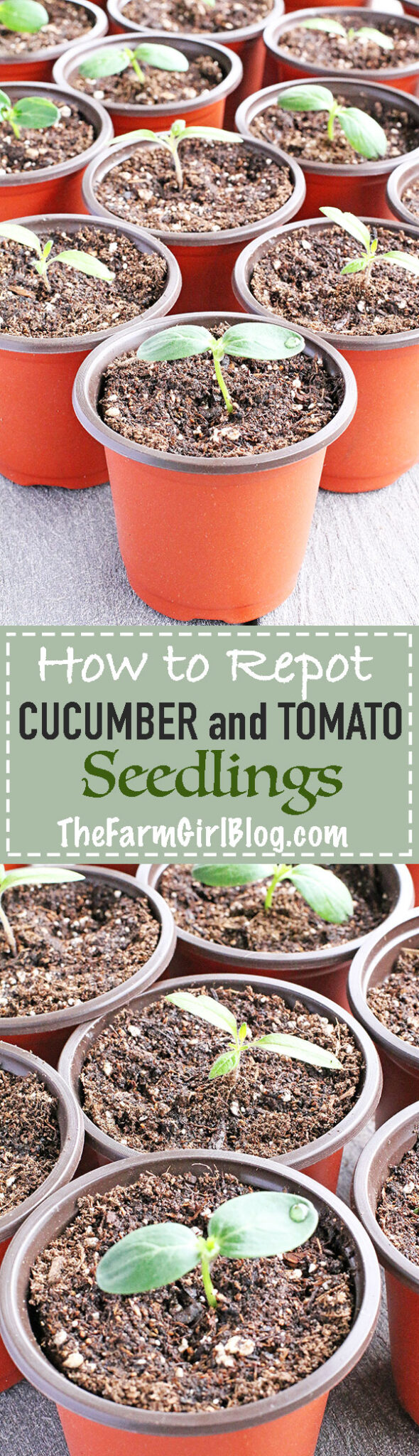 In this post, you will learn How to Repot CUCUMBER and TOMATO Seedlings. It is so easy, fun and rewarding. Nothing can beat homegrown produce, so this is why I love to grow my own backyard garden. Even though you can purchase fresh produce at the farmers market, but I can be sure no chemical will be used if I grow my own garden. 