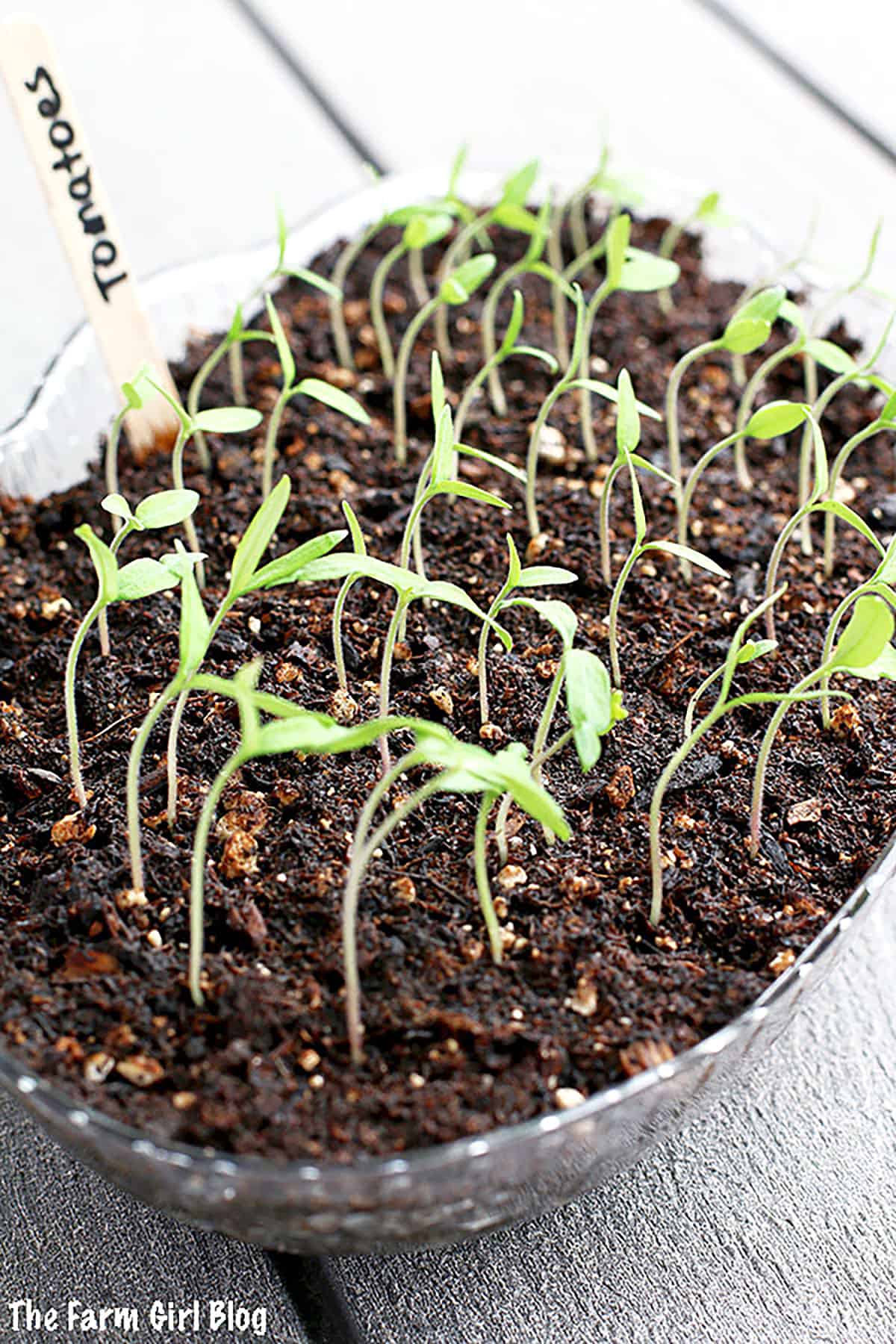 Tomato plants are one of the easiest vegetables to start growing indoors from seeds. 